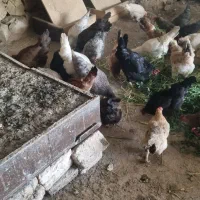مرغ داشتی|حیوانات مزرعه|چگنی, |دیوار