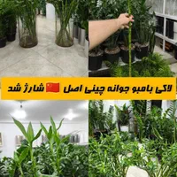 لاکی بامبو جوانه چینی اصل|گل و گیاه طبیعی|بندرعباس, |دیوار