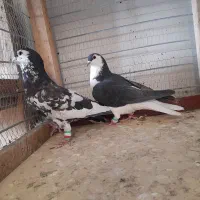 ساده|پرنده|تربت جام, معدآباد|دیوار