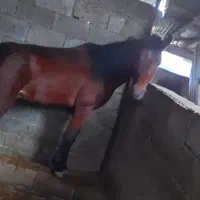 اسب ۴سال|اسب و تجهیزات اسب‌سواری|رضوانشهر, |دیوار