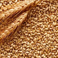 بذر گندم پیشگام