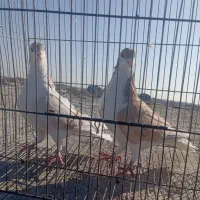 سلام یک جفت نروماده سالم|پرنده|نیشابور, باغ نو|دیوار