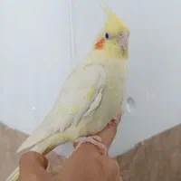 عروس هلندی لوتینو|پرنده|دیواندره, |دیوار