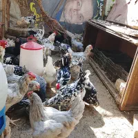 مرغ و خروس گلین