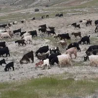 مایل به معاوضه نیستم|حیوانات مزرعه|دهدشت, |دیوار