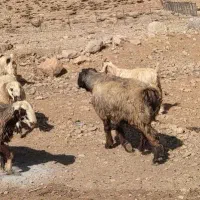 فروش قوچ|حیوانات مزرعه|سده (فارس), |دیوار