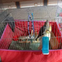 عروس هلندی چهار ماهه دوتا سینامون و دوتا لوتیتو