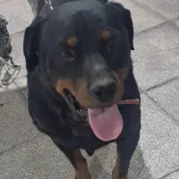 این سگ تربیت شده است