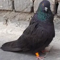 کبوتر ترکیه نر