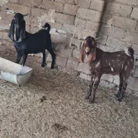 دو عدد کهره نر