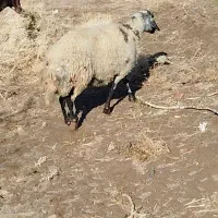 میش چاق کشتاری