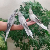 جوجه عروس هلندی|پرنده|خوانسار, |دیوار