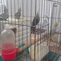 عروس هلندی|پرنده|گیلان غرب, |دیوار