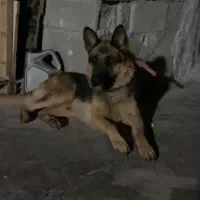 سگ ژرمن