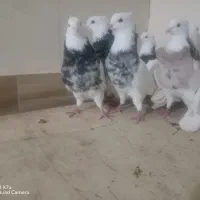 کبوتر توقی هفت رنگ