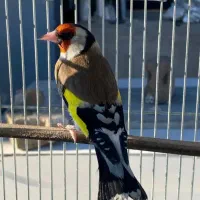سهره جوجه قفس