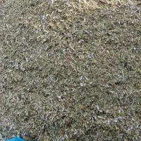 کاه ماشک سبز فروش فوری|حیوانات مزرعه|چرام, |دیوار