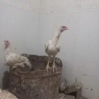 جوج لاری