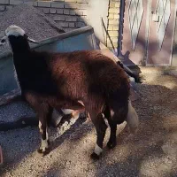 قوچ افشاری اصل نژاد پر خون بشرط|حیوانات مزرعه|شیروان (لرستان), |دیوار