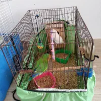 فروش طوطی برزیلی