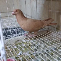 کبوتر ماده زرد پلاکی|پرنده|شیراز, گویم|دیوار
