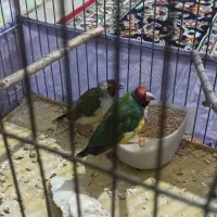 گلدین جفت مولد