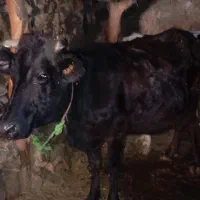 گاو شکم سوم ۲۰به زایمان مونده