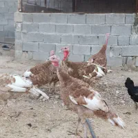 فروش ۶تا بوقلمون بوربورن هشت ماهه|حیوانات مزرعه|قیروکارزین, |دیوار