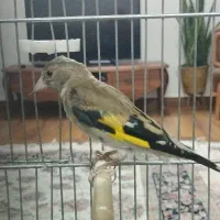 جوجه سهره