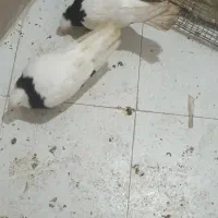 کفتر طوقی واکسی درجه یک