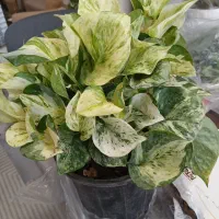 گیاهان آپارتمانی و باغچه ای