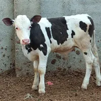 100گوساله و گاو شیری و تلیسه صنعتی ریجستری|حیوانات مزرعه|تهران, شهید رجایی|دیوار