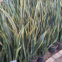 جشنواره روز مادر سانسوریا ابلق|گل و گیاه طبیعی|یزد, |دیوار