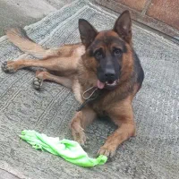 ژرمن شپرد|سگ|رودسر, |دیوار