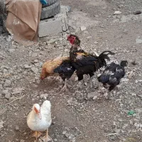 تعدادی مرغ تخم گذار و اردک اسرائیلی
