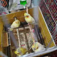 عروس هلندی مولد همراه جوجه