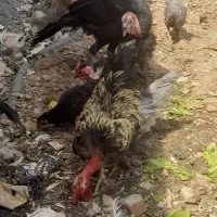 مرغ خروس نژاددار|حیوانات مزرعه|اهواز, کوی مهدیس|دیوار