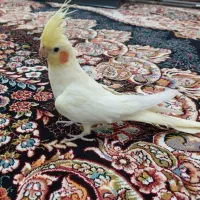 عروس هلندی لوتینو ماده سوپر تاج