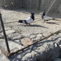 ۶تارنگه|پرنده|شیروان (خراسان), |دیوار