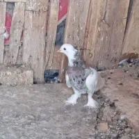 کفتر کبوتر