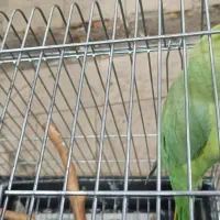 طوطی ملنگو نر ۱۷ماهه|پرنده|تهران, انبار نفت|دیوار