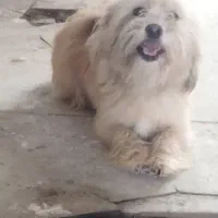 سگ پشمالو  ماده