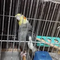 طوطی هلندی سخنگو|پرنده|رشت, حمیدیان|دیوار