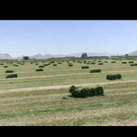 یونجه درجه یک