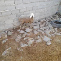 بره نر