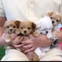 سگ پشمالو پودل کراس عروسکی سایز جیبی