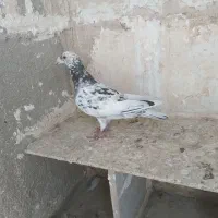 ۲تانر۲تاماده هم‌پرش‌هم‌جفتگاه|پرنده|مشهد, کوشش|دیوار