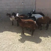 بره|حیوانات مزرعه|جلگه رخ, |دیوار