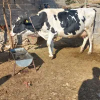 دو گاو با دو گوساله نر