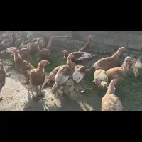 بوقلمون  بوربون